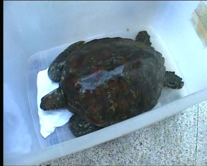 
疑受傷綠海龜於青龍頭被發現