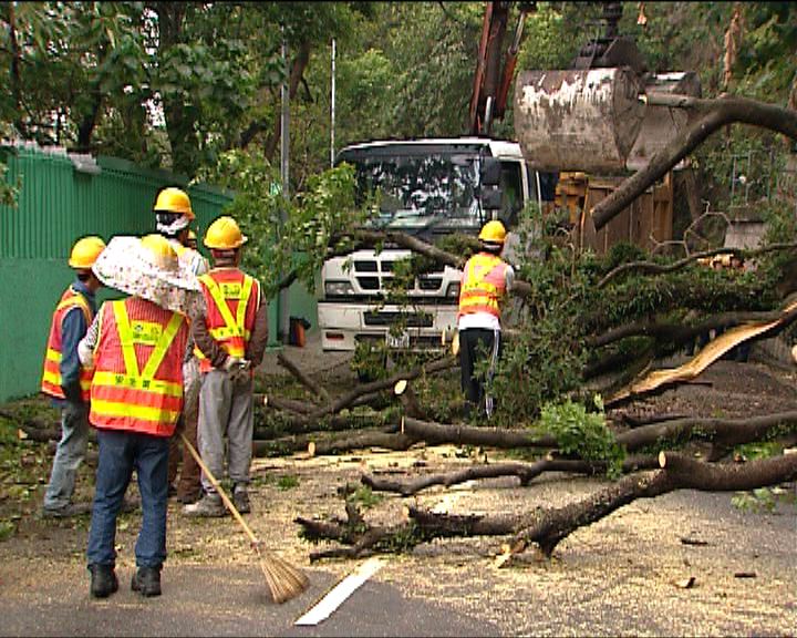 
西區半山大樹倒塌交通一度受阻