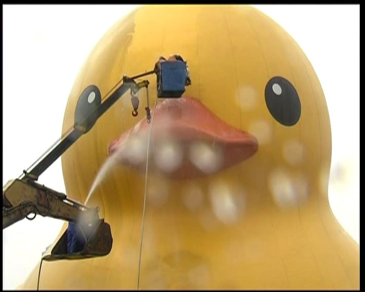 
黃色巨鴨在基隆港以清潔劑洗澡