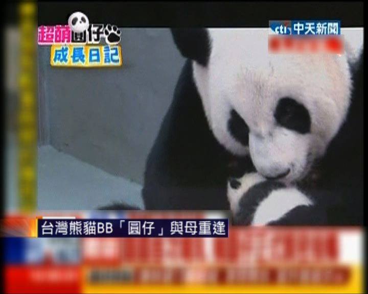 
台灣熊貓寶寶圓仔與母重逢