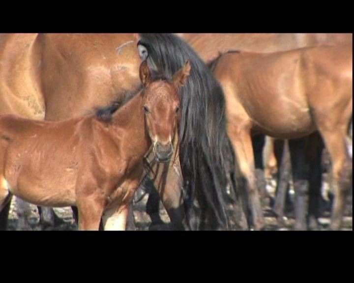 
英國屠場首涉馬肉充當牛羊肉醜聞