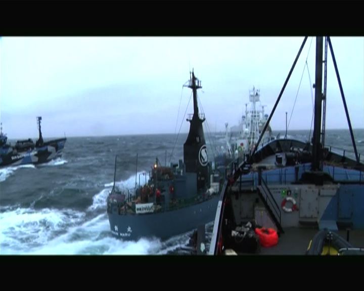 
日捕鯨船南冰洋夾擊澳洲保育船