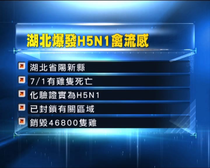 
湖北省雞場爆發H5N1禽流感