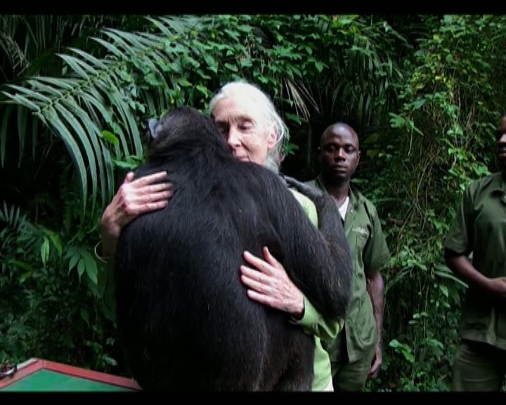 
剛果黑猩猩野放前擁抱珍古德