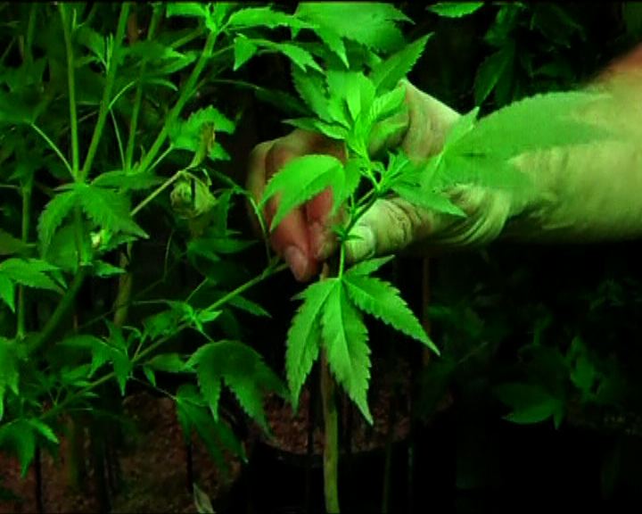 
【環球薈報】美國多州考慮大麻合法化
