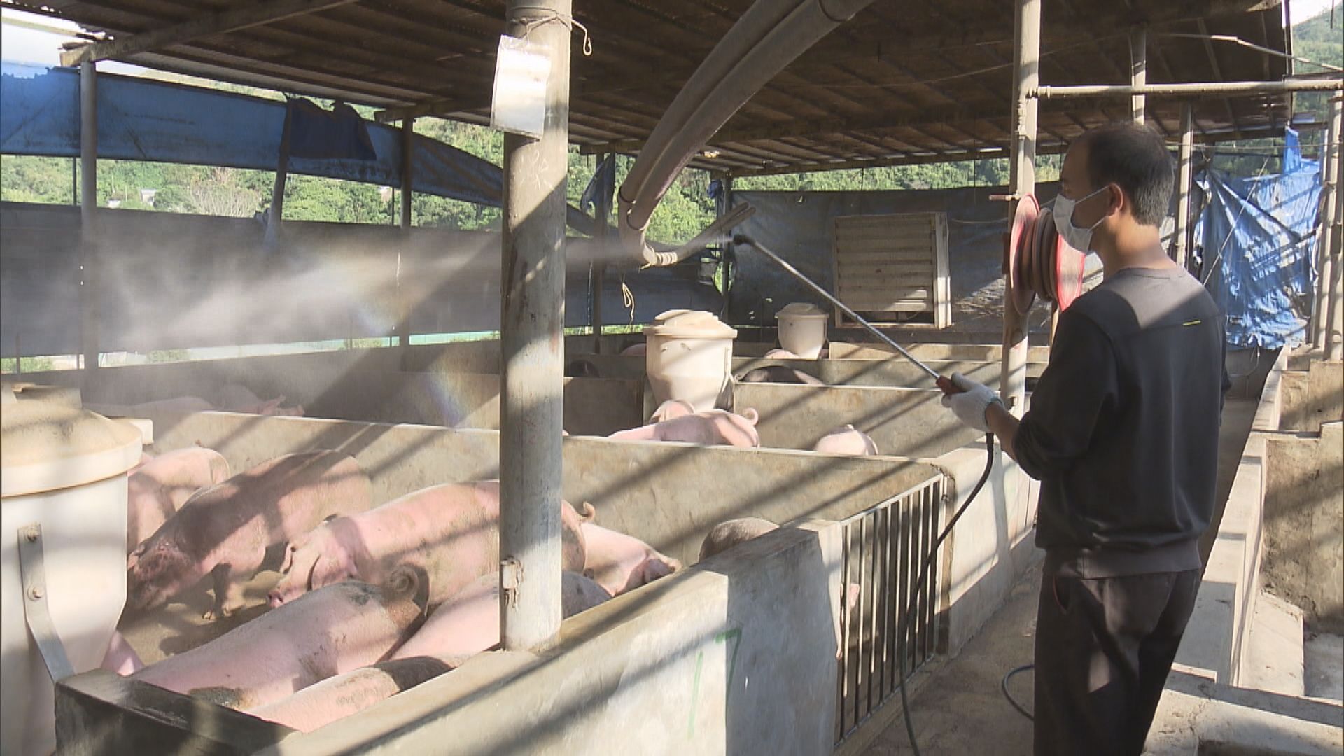 內地爆發非洲豬瘟　本地豬場加強消毒預防