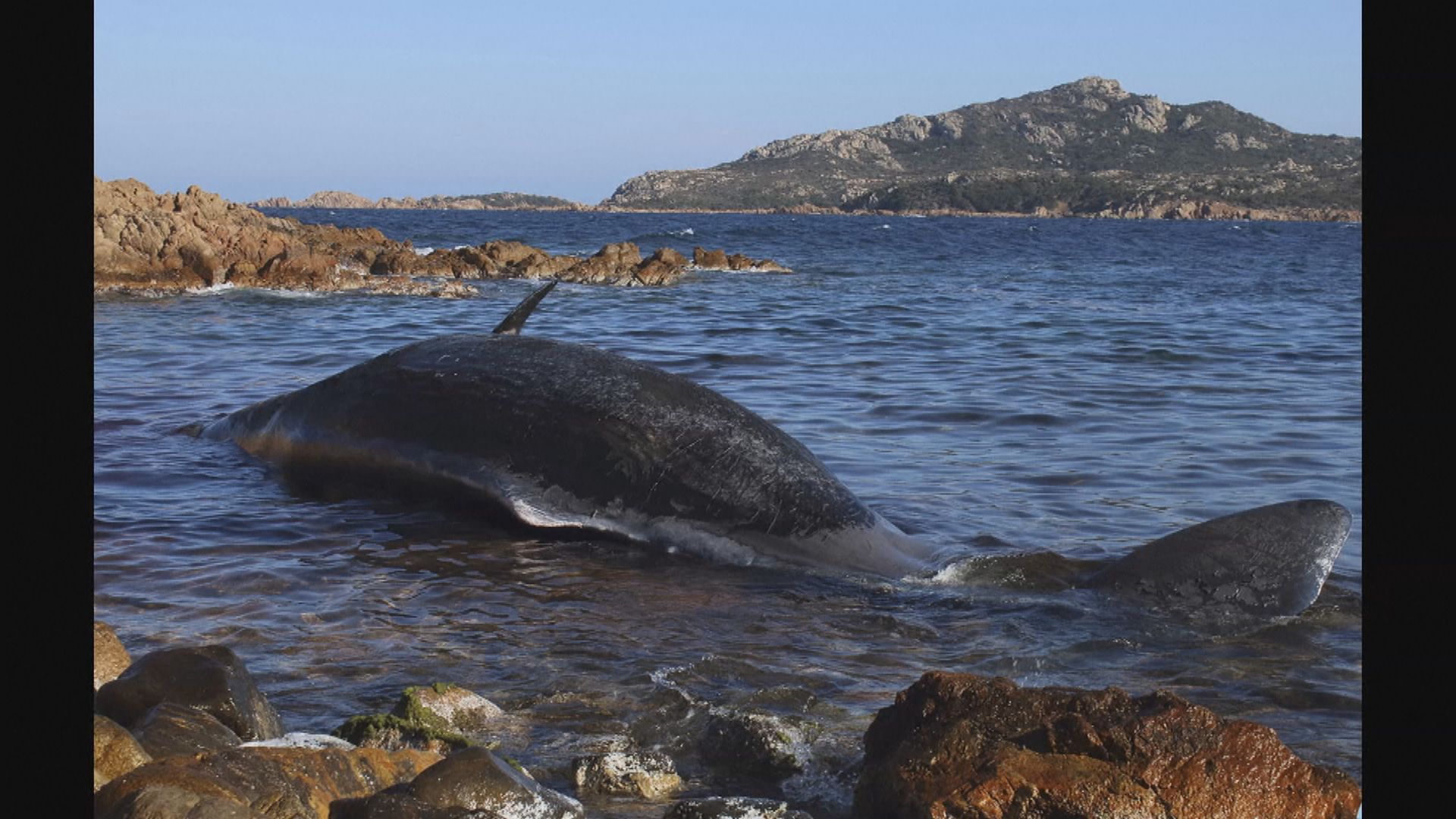 懷孕抹香鯨於意大利擱淺亡　胃內含大量塑膠