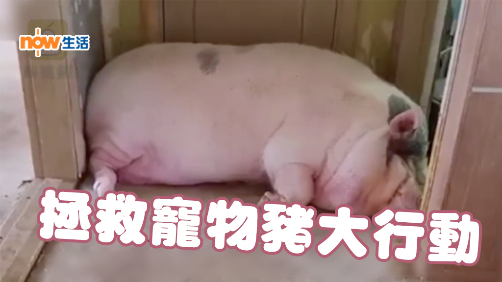 【片】韓男寵物豬養到300公斤 政府出手拯救  