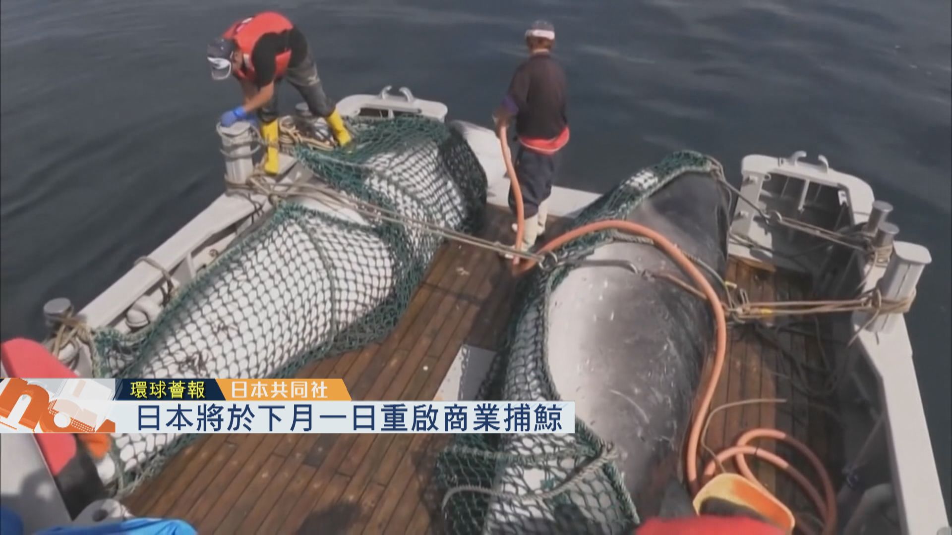 【環球薈報】日本將於下月一日重啟商業捕鯨