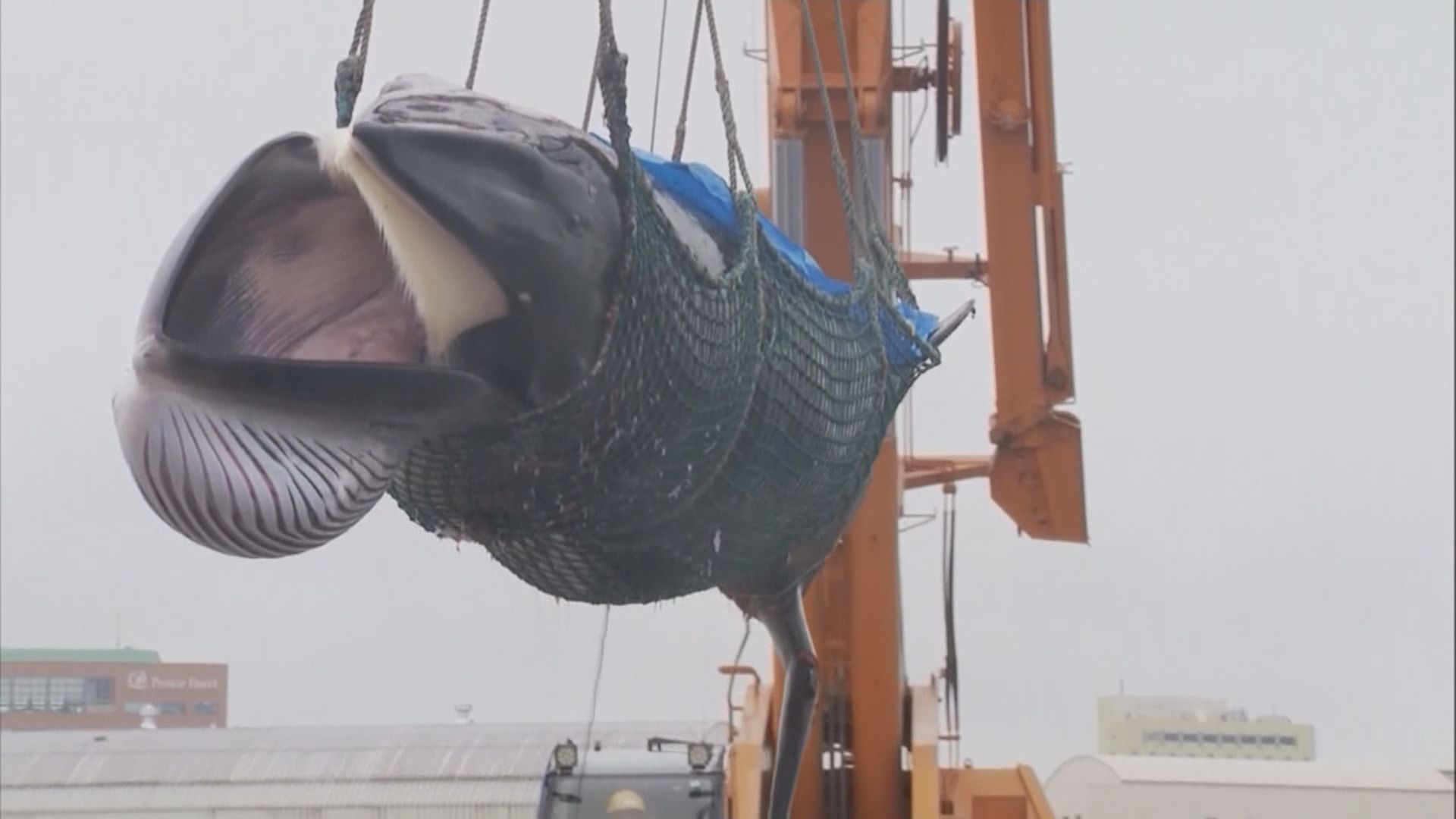 日本恢復商業捕鯨或涉政治及戰略盤算