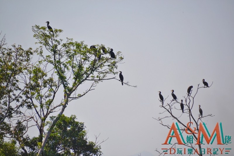〈好遊〉深度觀鳥本地遊　米埔自然保護區