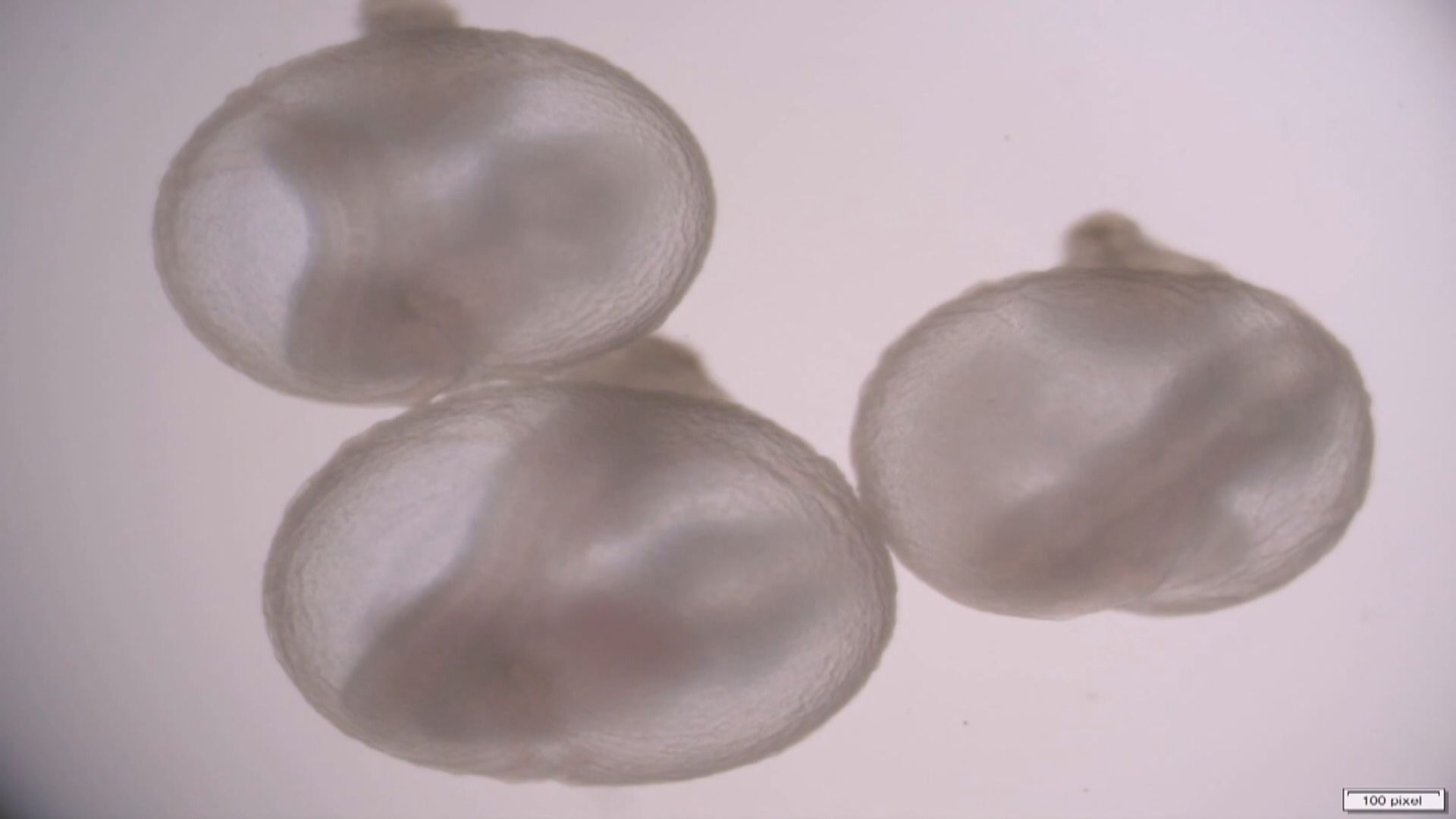 以色列科學家用人造子宮培育老鼠胚胎