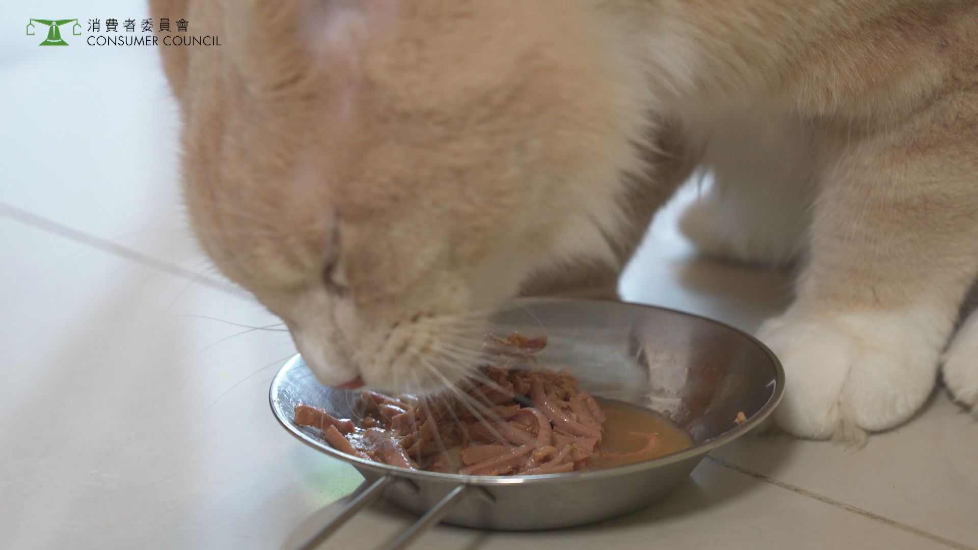 22款貓糧九成礦物質含量有問題　消委會建議配合營養食品