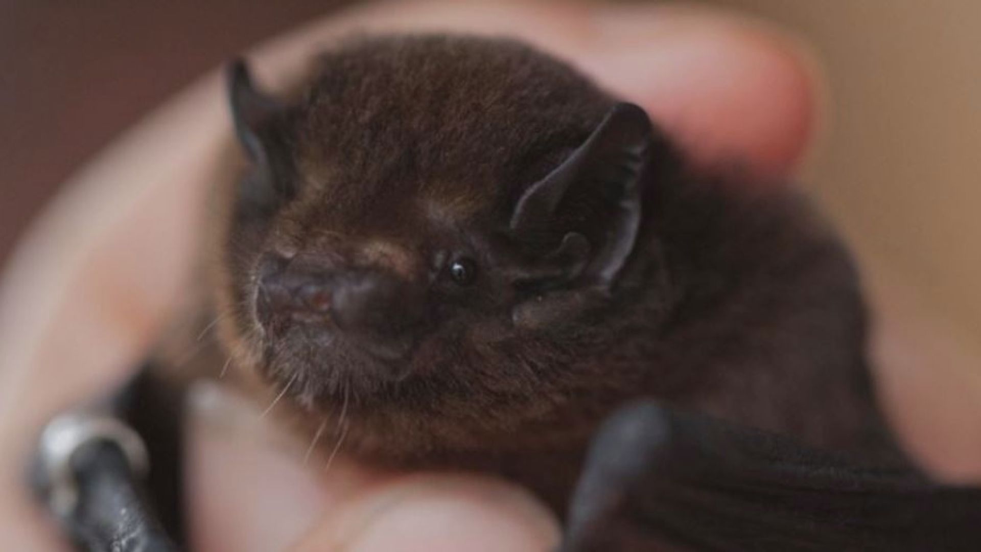 【環球薈報】新西蘭長尾蝙蝠獲選為「年度雀鳥」
