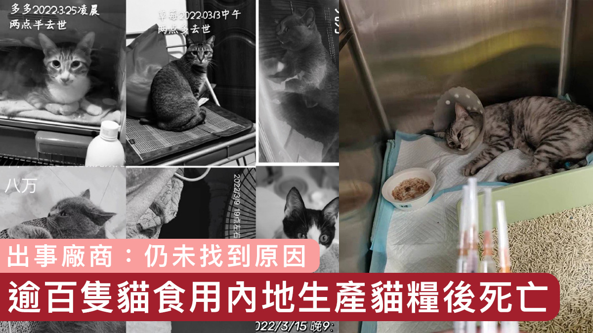 逾百隻貓食用內地生產貓糧後死亡　出事廠商：仍未找到原因