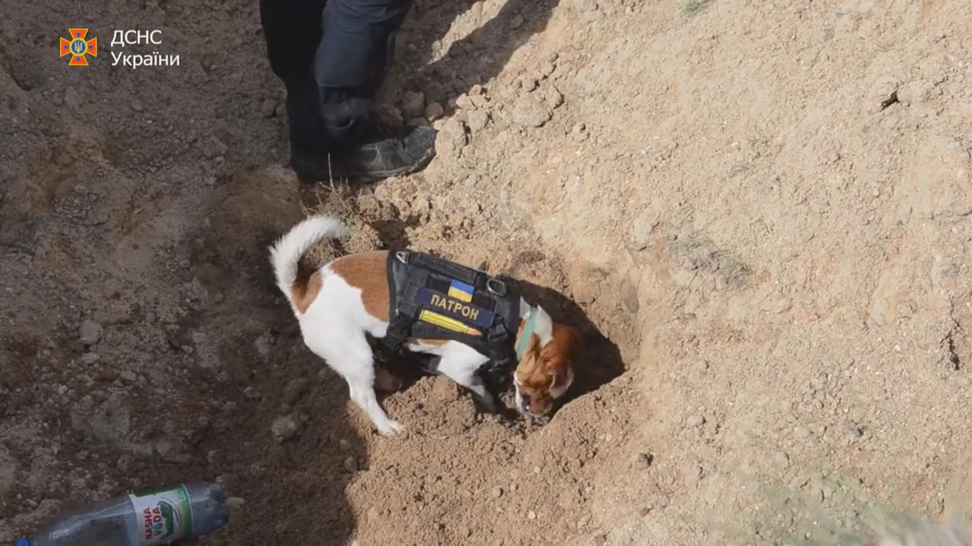 【環球薈報】烏克蘭掃雷犬發現逾二百炸彈獲嘉許