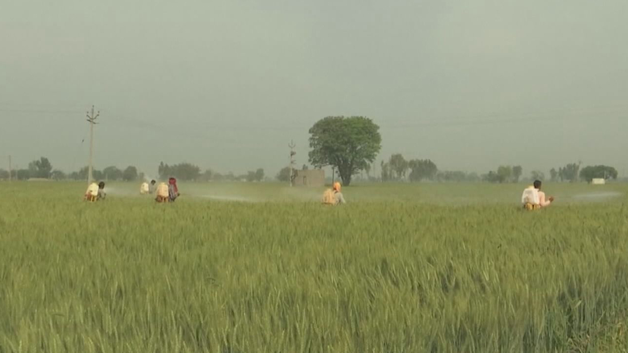 熱浪影響收成　印度禁止小麥出口