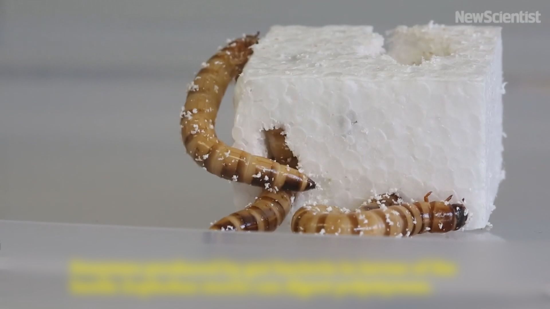 澳洲研究發現超級麥皮蟲可分解塑膠物料