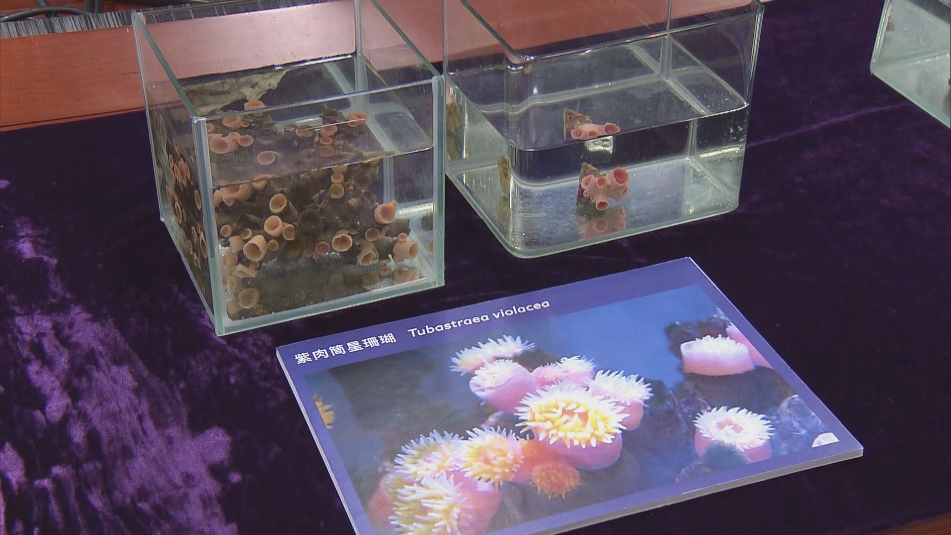 浸大生物學家在香港水域發現三個珊瑚新物種