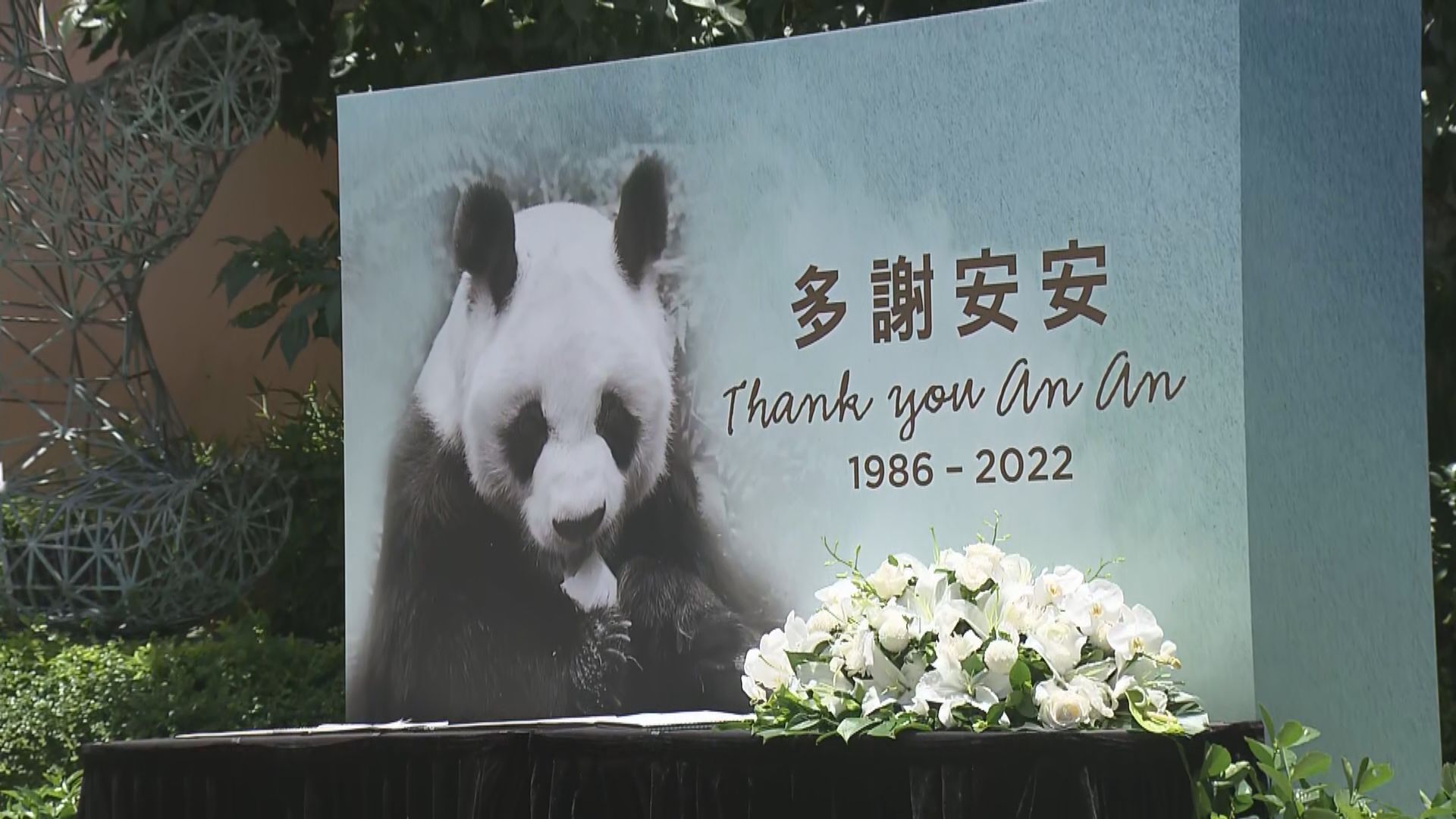 大熊貓安安離世　終年35歲　陪伴香港人走過23年