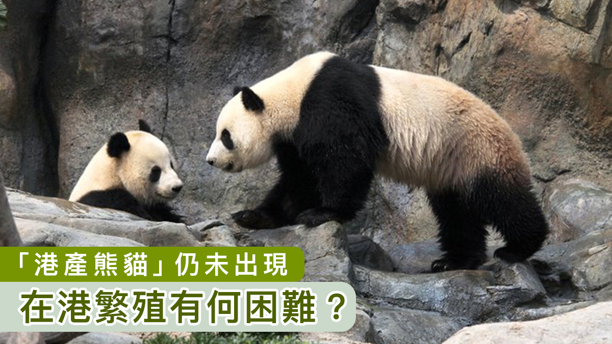 【安安離世】「港產熊貓」仍未出現　在港繁殖有何困難？