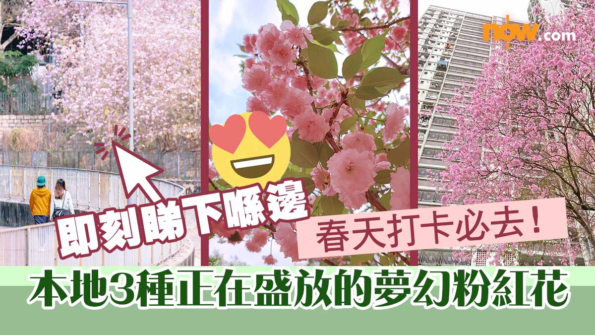 【香港賞花】春天打卡必去！本地3種正在盛放的夢幻粉紅花