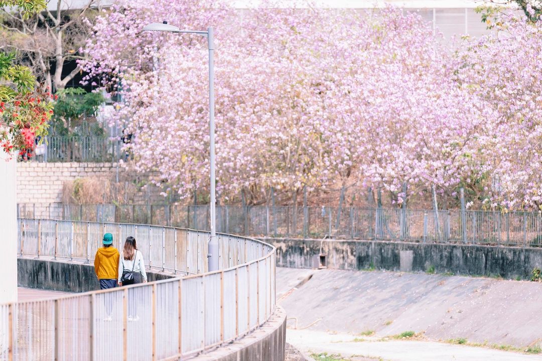 <p>屯門富泰邨明渠旁邊種滿一整列宮粉羊蹄甲，形成了夢幻的粉紅花路。<br>Photo／Instagram：@ycwc</p>