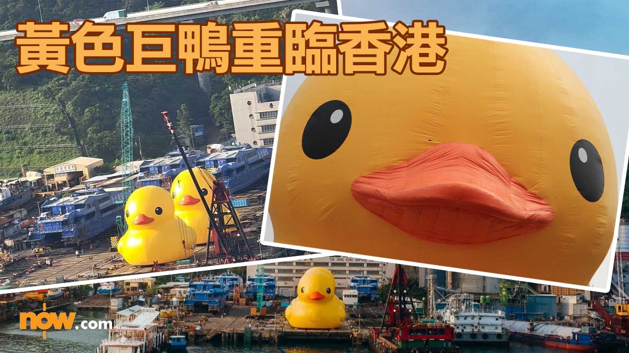 【闊別10年】黃色巨鴨重臨香港　打孖現身青衣船廠引圍觀