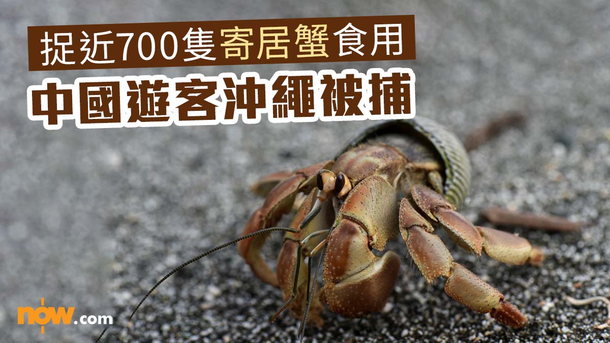 捉近700隻寄居蟹食用 中國遊客沖繩被捕