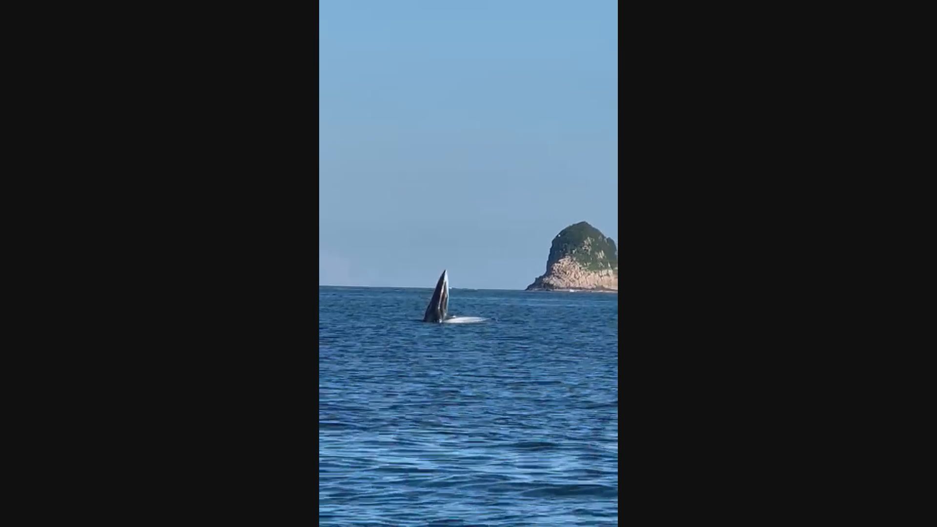 【原片】西貢有鯨出沒？