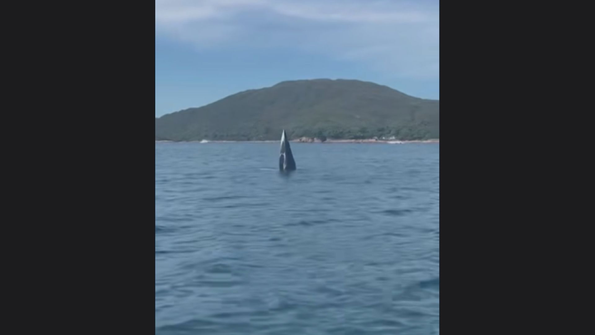 西貢海域疑出現鯨魚蹤影