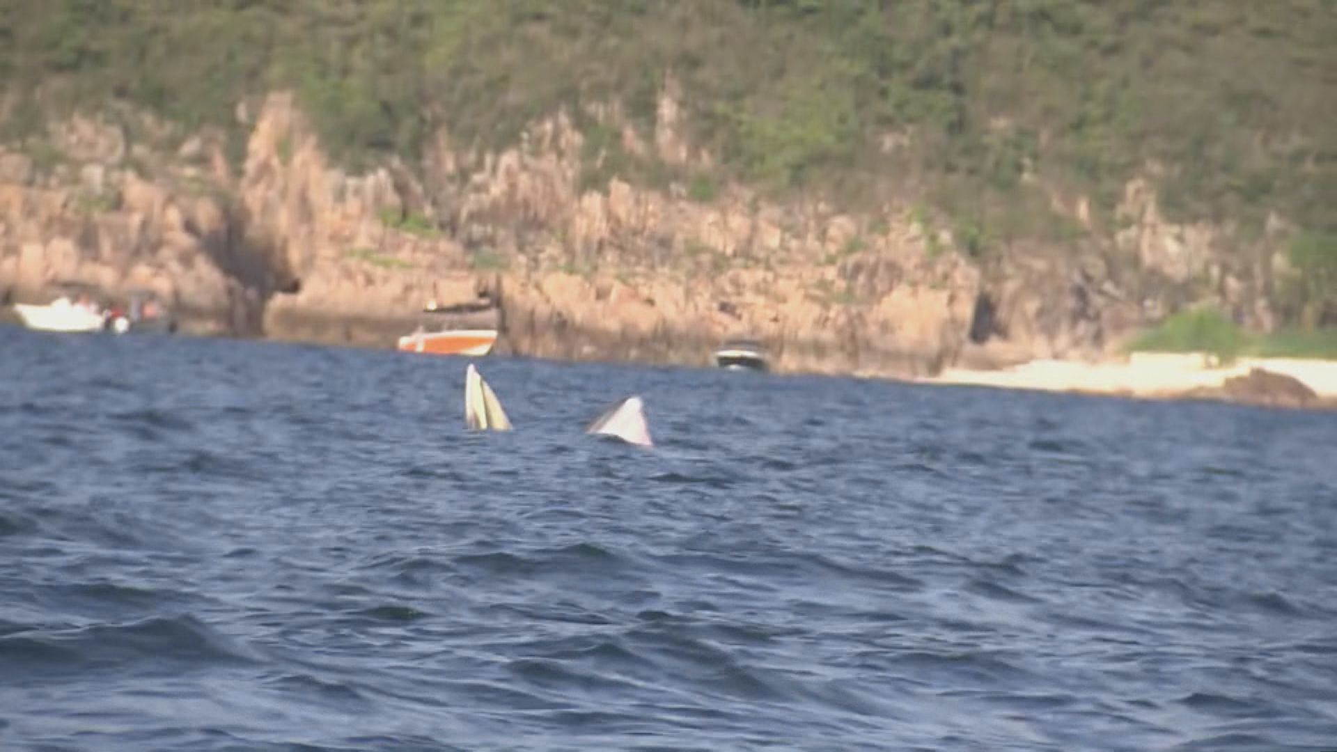 【原片】本台拍到鯨魚再現西貢南風灣對出海面