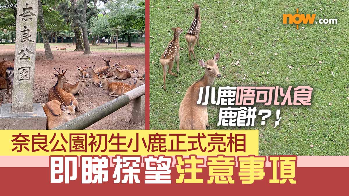 奈良公園初生小鹿正式亮相　即睇探望注意事項