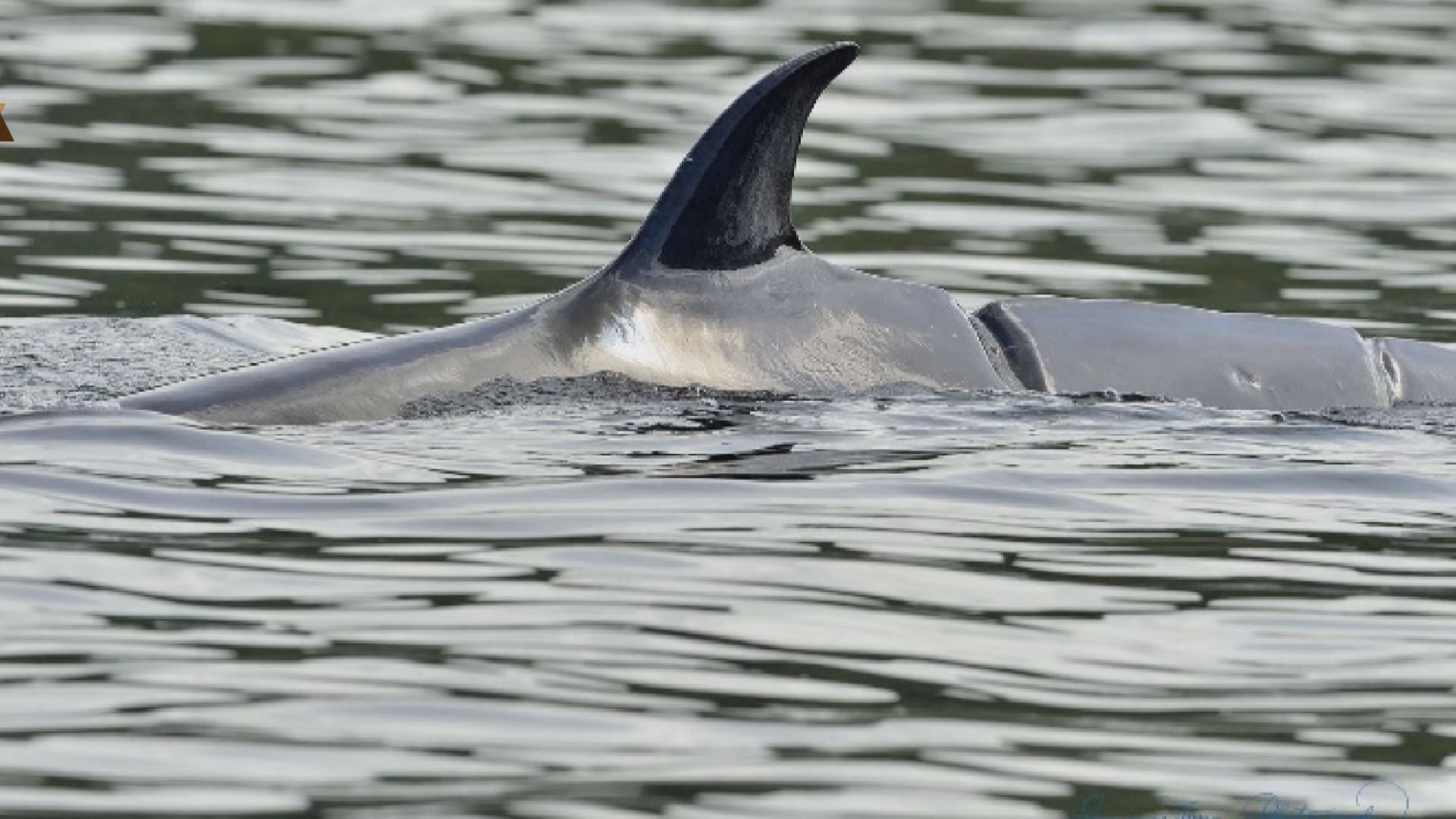 海洋公園科學主任：西貢鯨魚背傷或兩周前造成