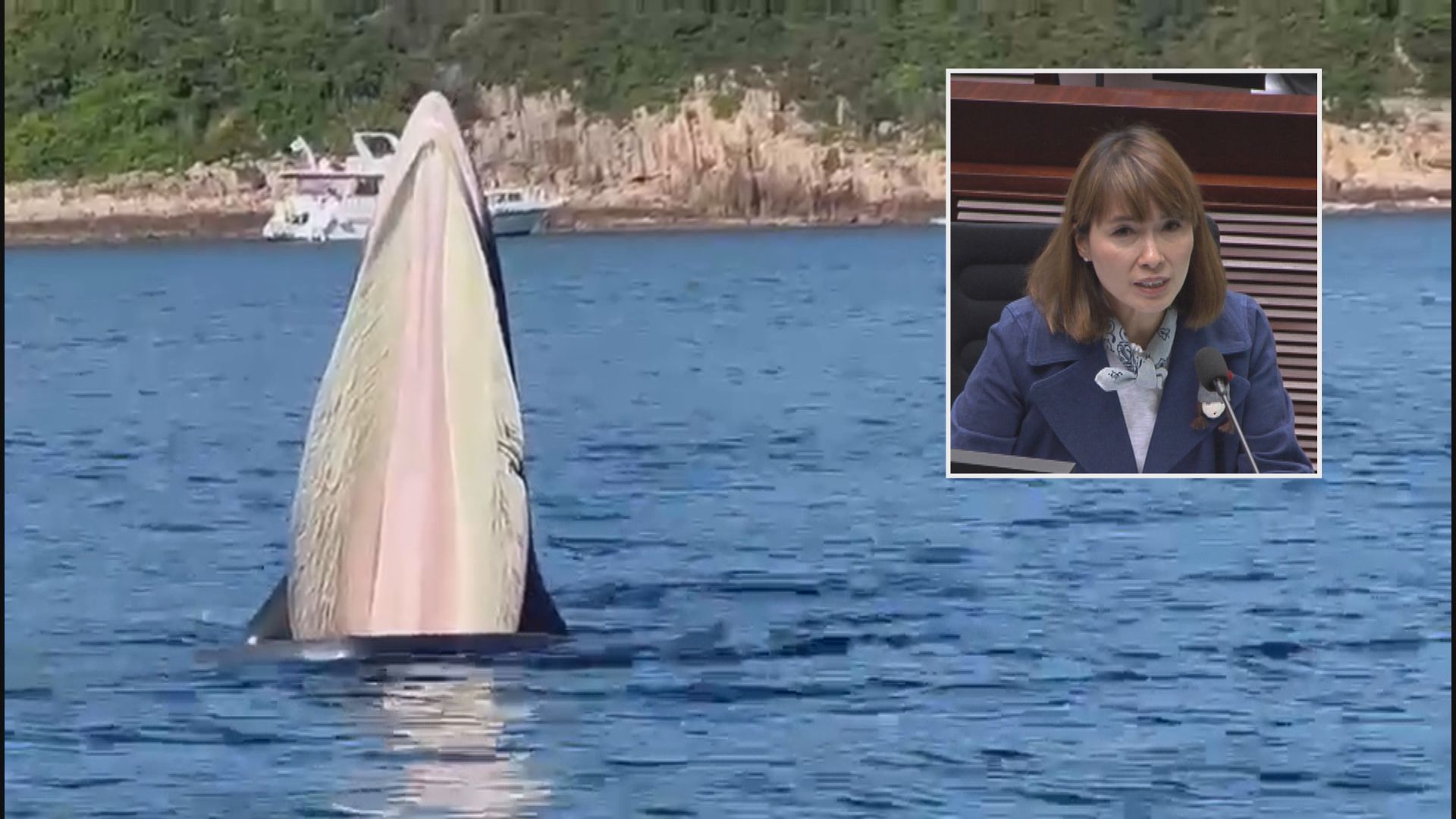 江玉歡：若有證據證明有人干擾鯨魚 政府應作檢控