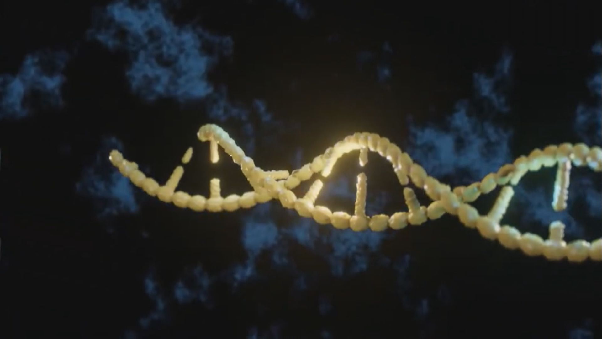 中國科學家在豬胚胎培育出含人類細胞的腎臟