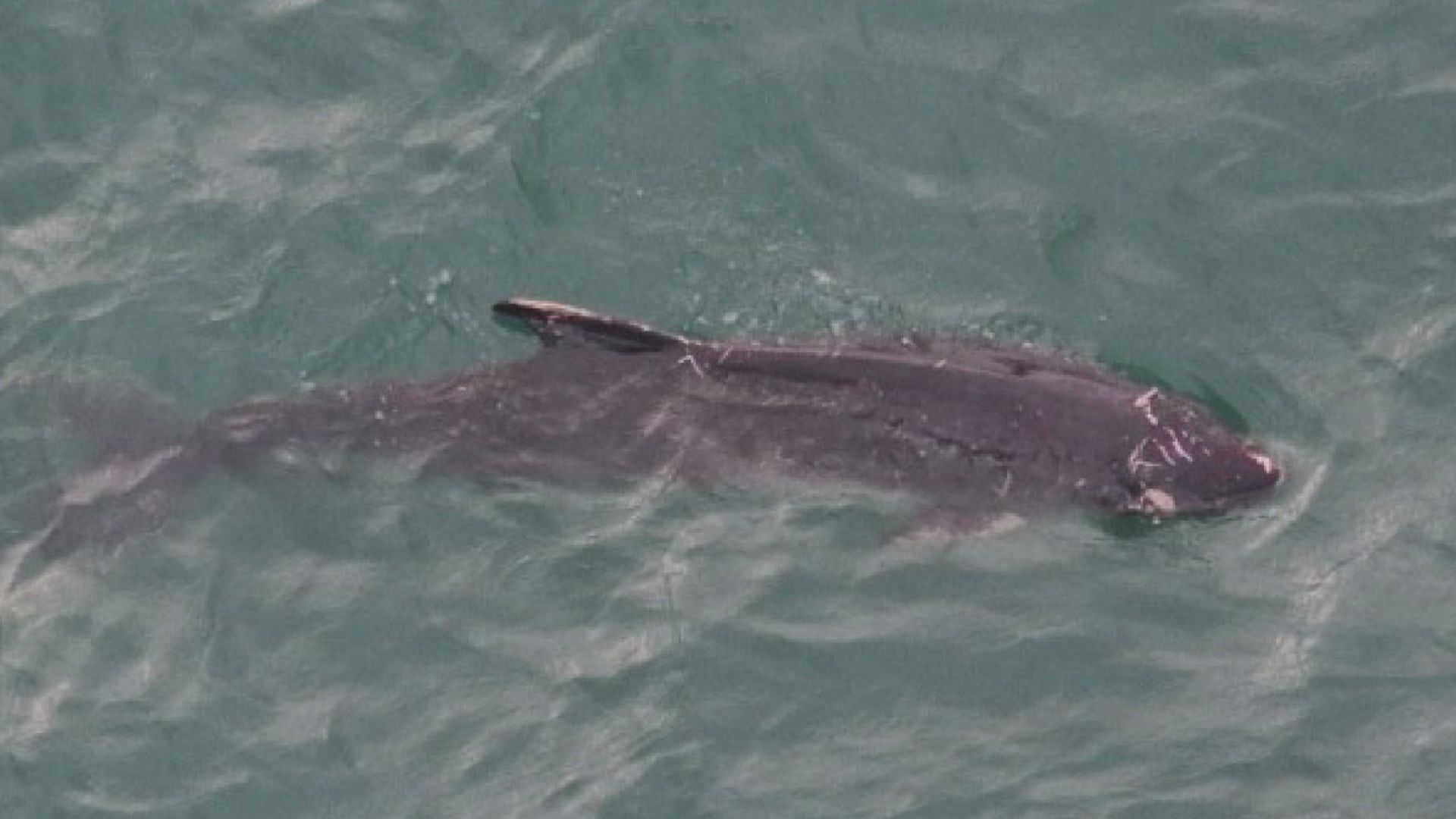 港島南水域現鯨蹤 漁護署：鯨魚背部有傷口