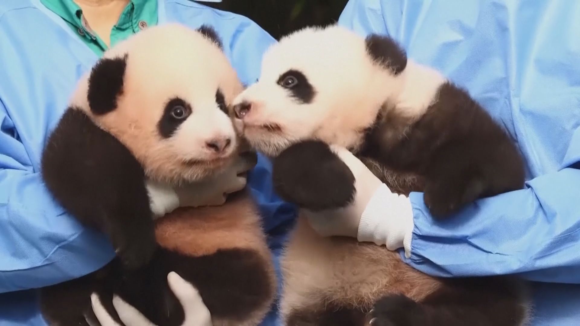 旅韓大熊貓雙胞胎寶寶首次公開露面
