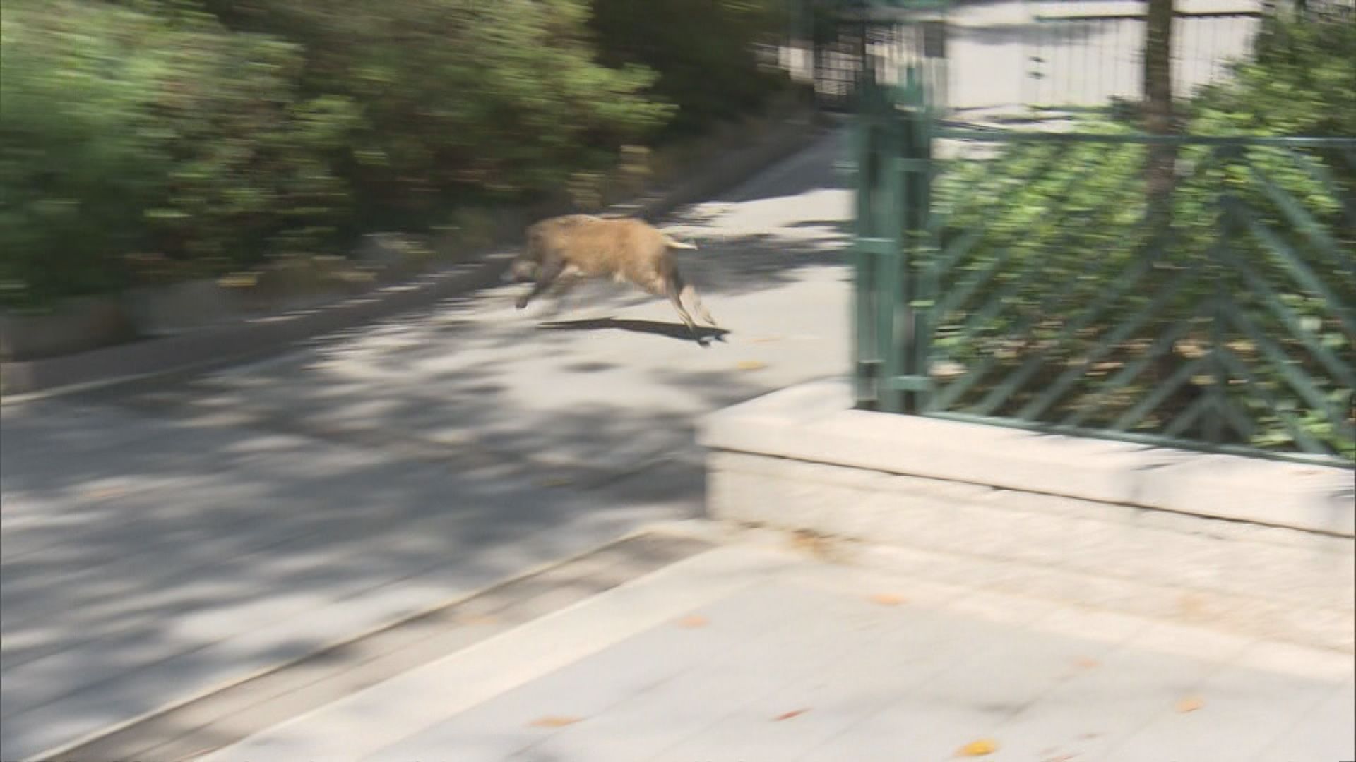 香港動植物公園有野豬闖入 圍捕近三小時擒獲