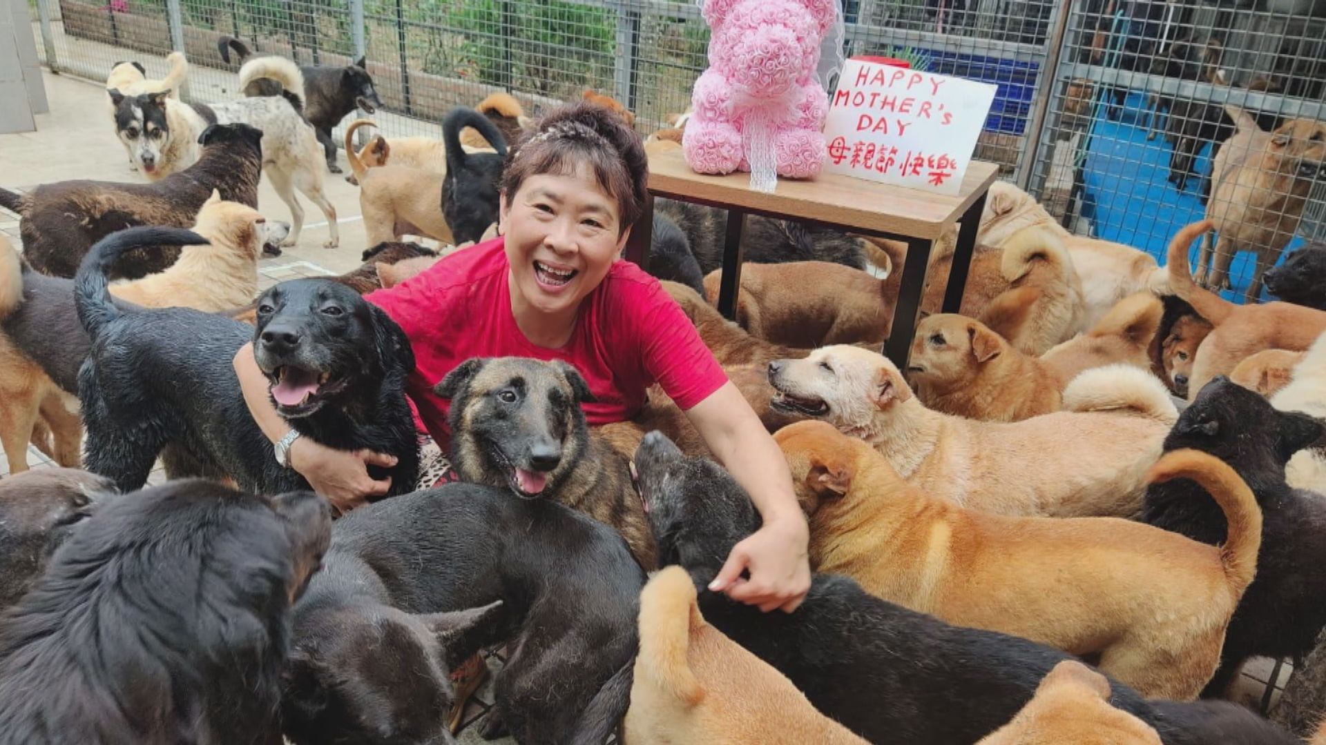 香港流浪狗之家：銀行帳戶被盜用 澄清從未進行狗肉買賣 