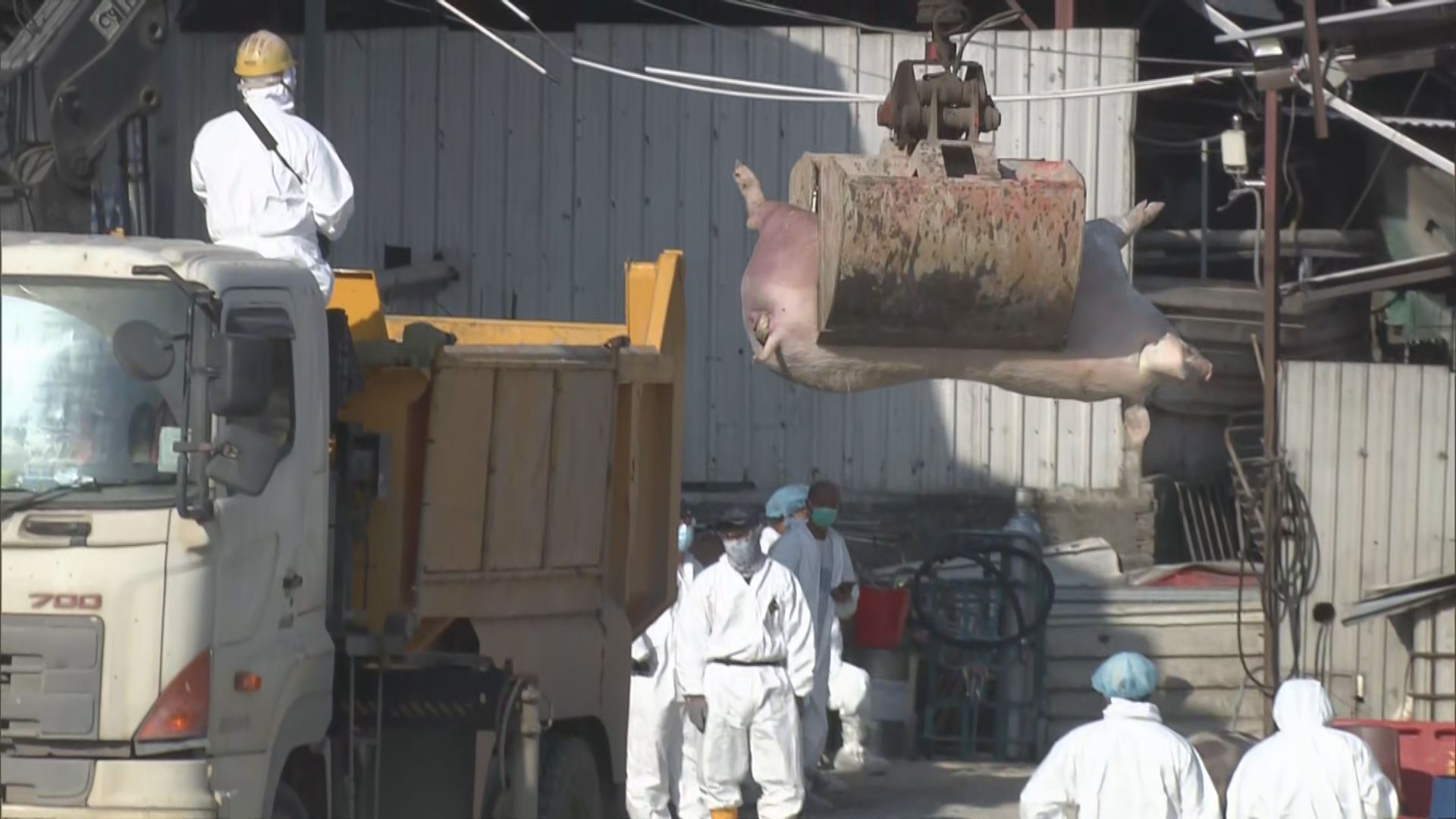 流浮山豬場爆非洲豬瘟 漁護署銷毀場內豬隻