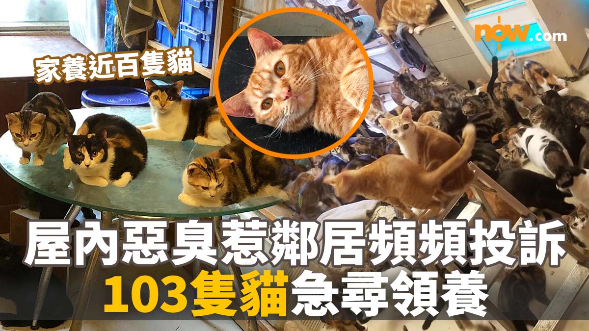 家養近百隻貓／臭味惹鄰居報警投訴　103隻貓急尋領養