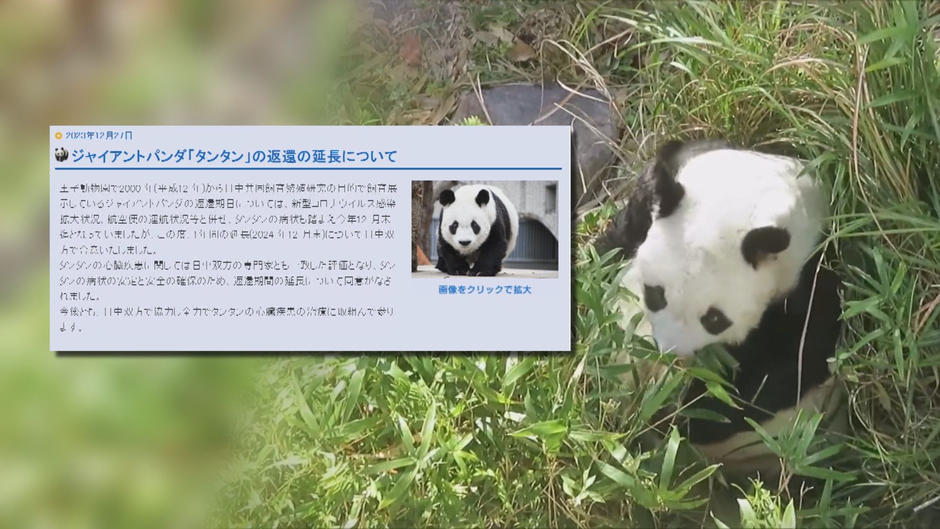 旅居日本大熊貓旦旦再延遲一年歸國