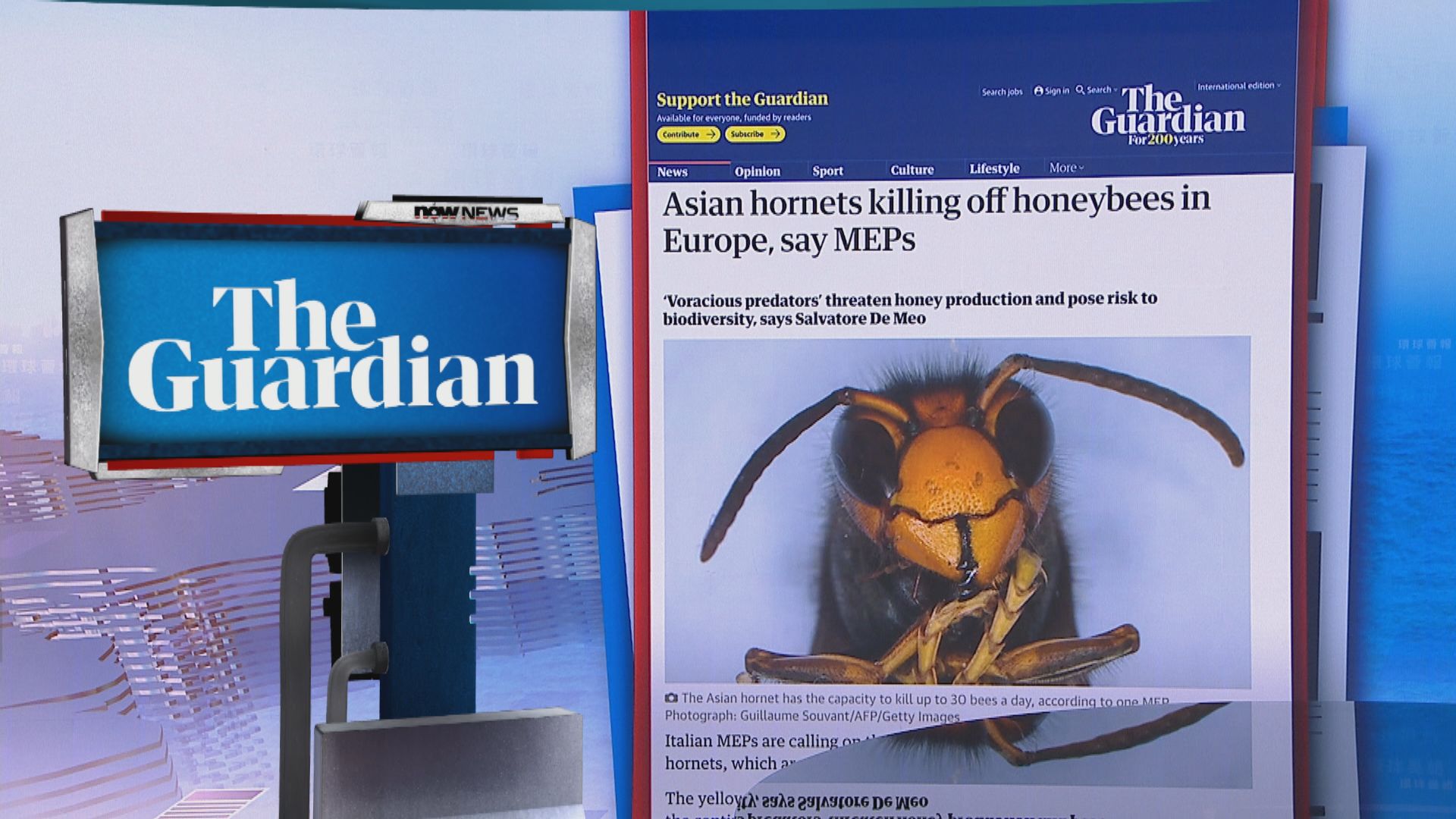 【環球薈報】黃腳虎頭蜂「入侵」導致歐洲大量蜜蜂死亡