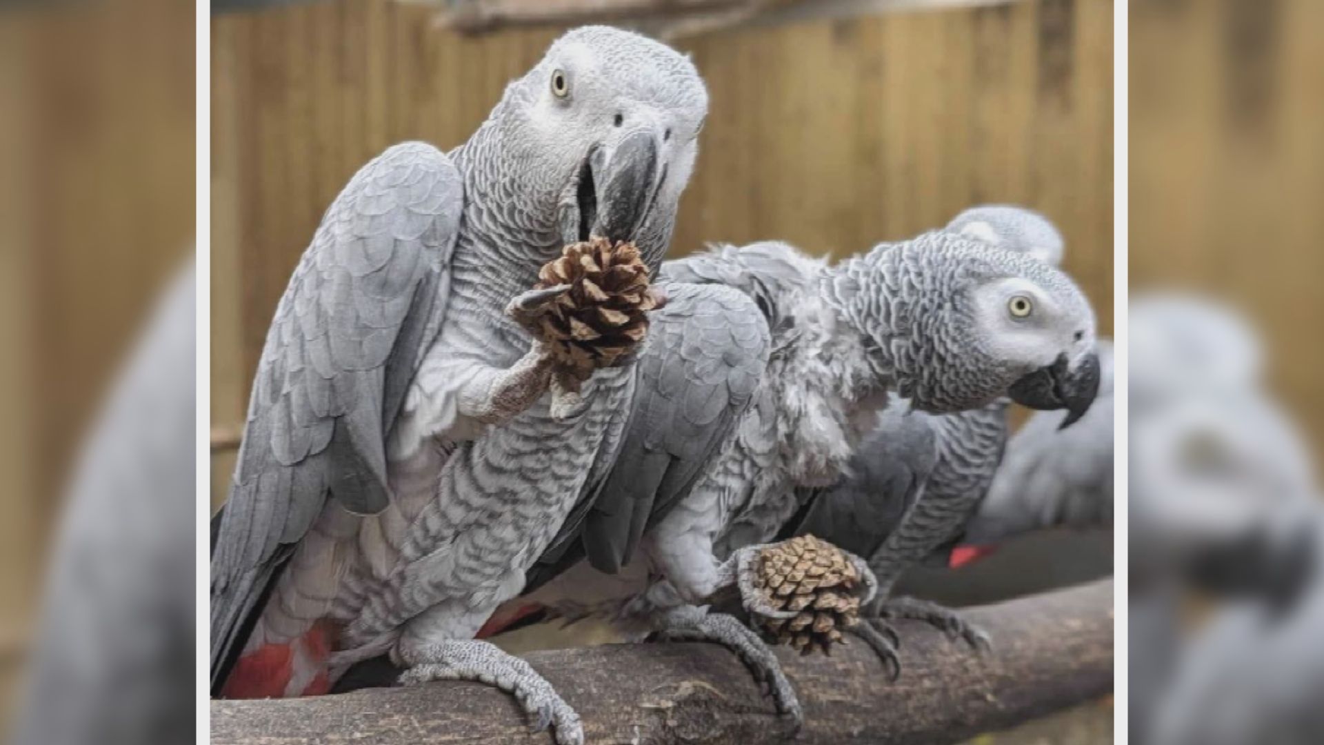 英動物園8隻鸚鵡說髒話 園方冀藉同類薰陶助戒壞習慣