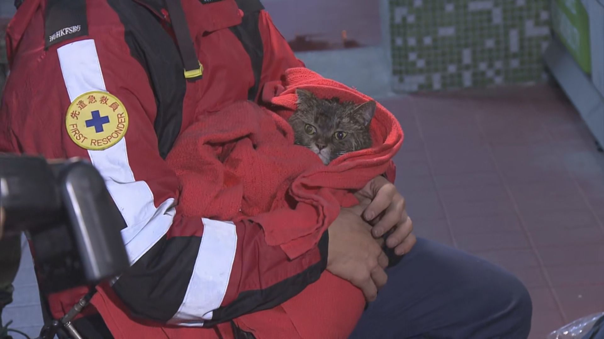 荔景山路單位火警 消防救出三家貓