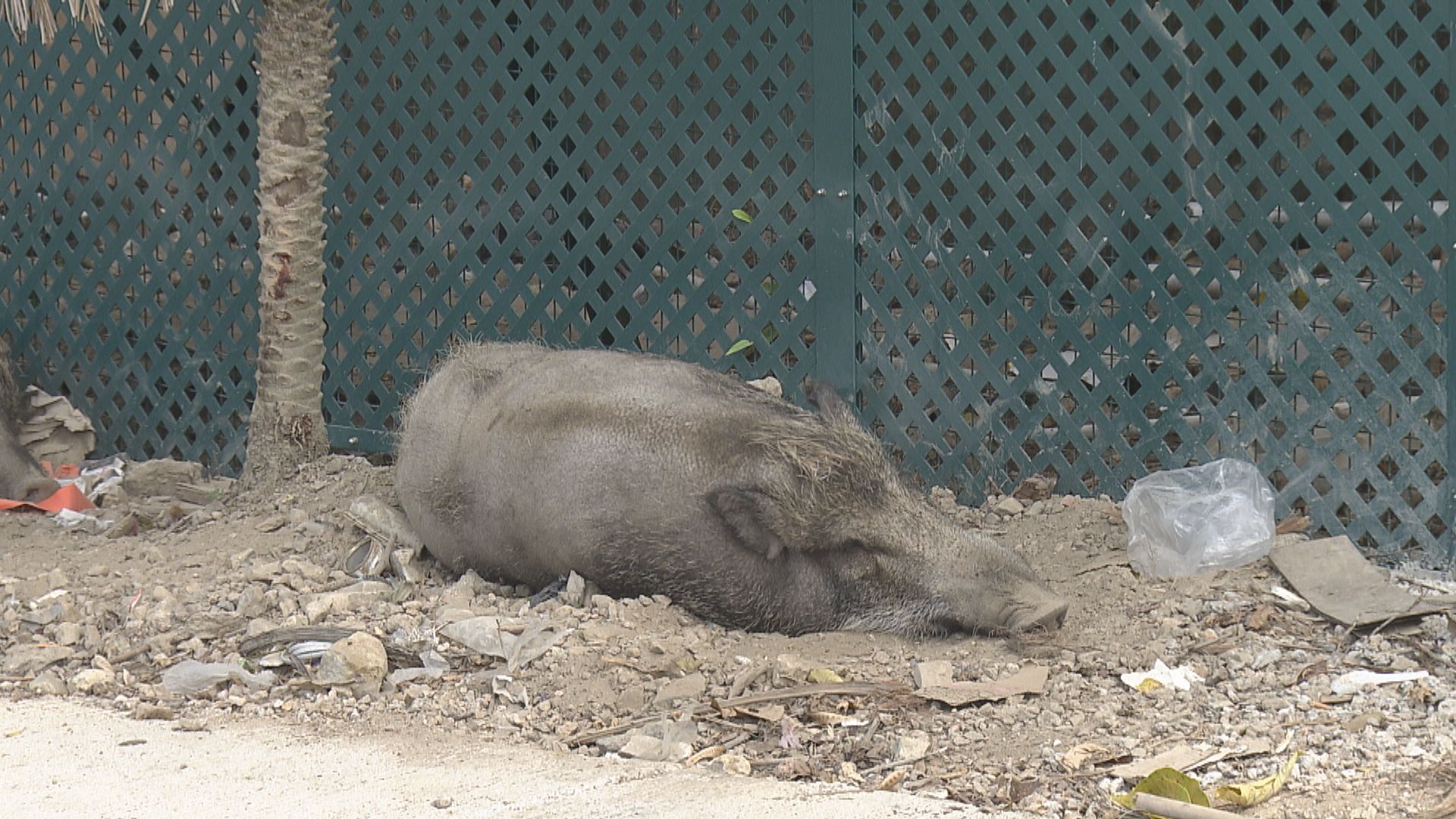 漁護署：去年共捕獲及人道處理約500頭野豬