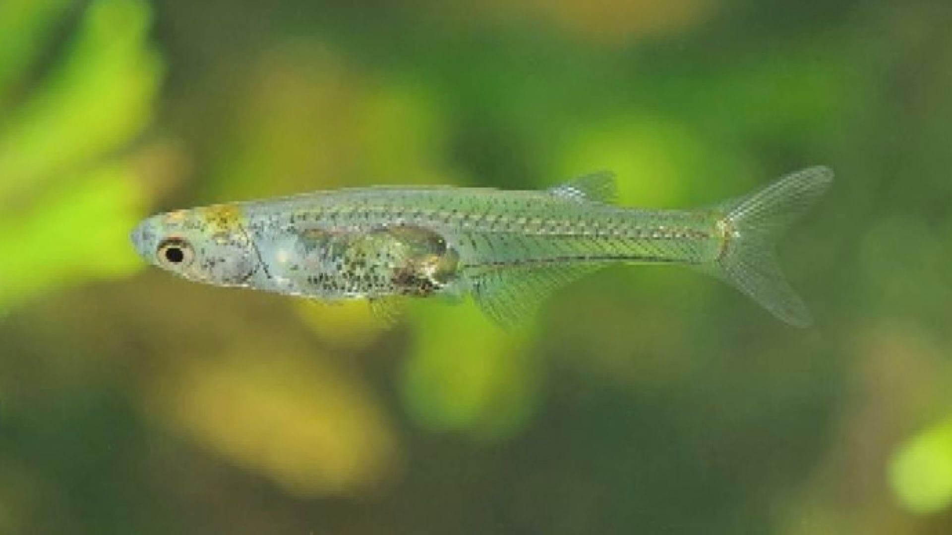 科學家發現身長僅12毫米小魚能發出如槍聲巨響