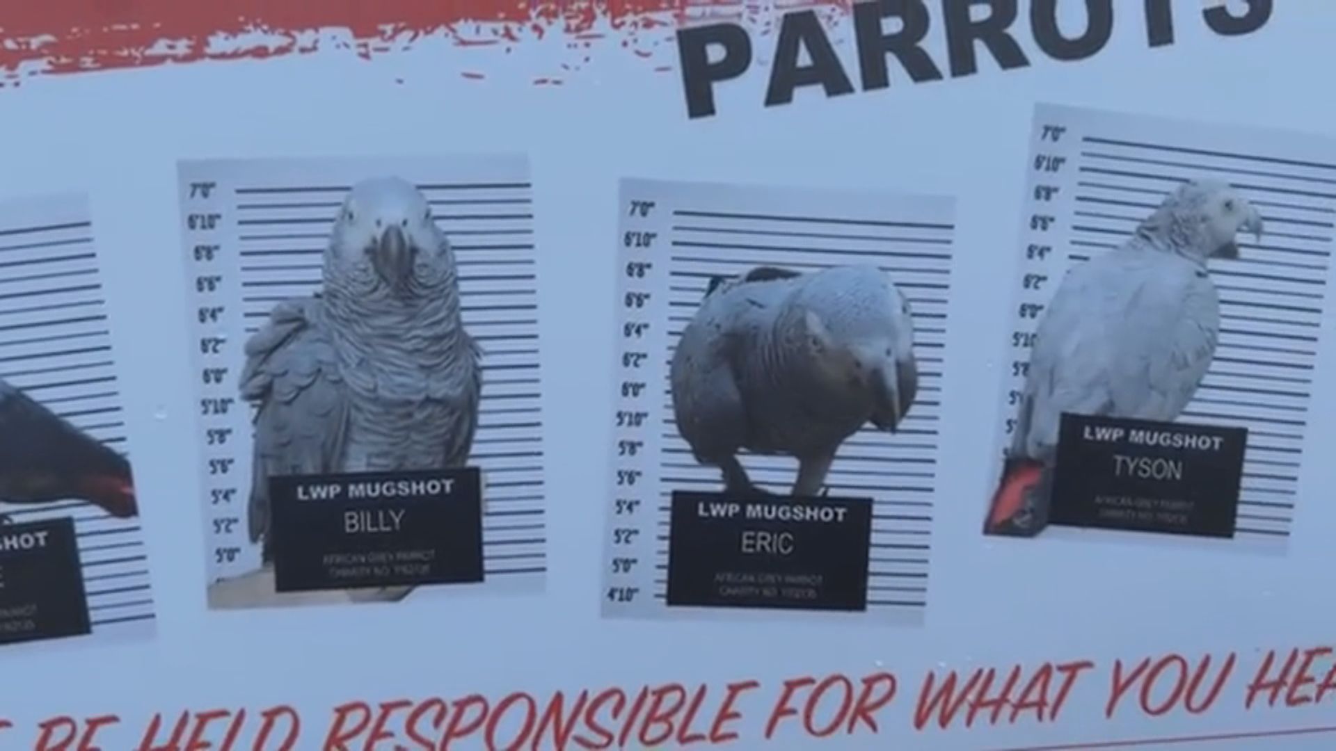 英國動物園助鸚鵡戒「粗口」初見成效