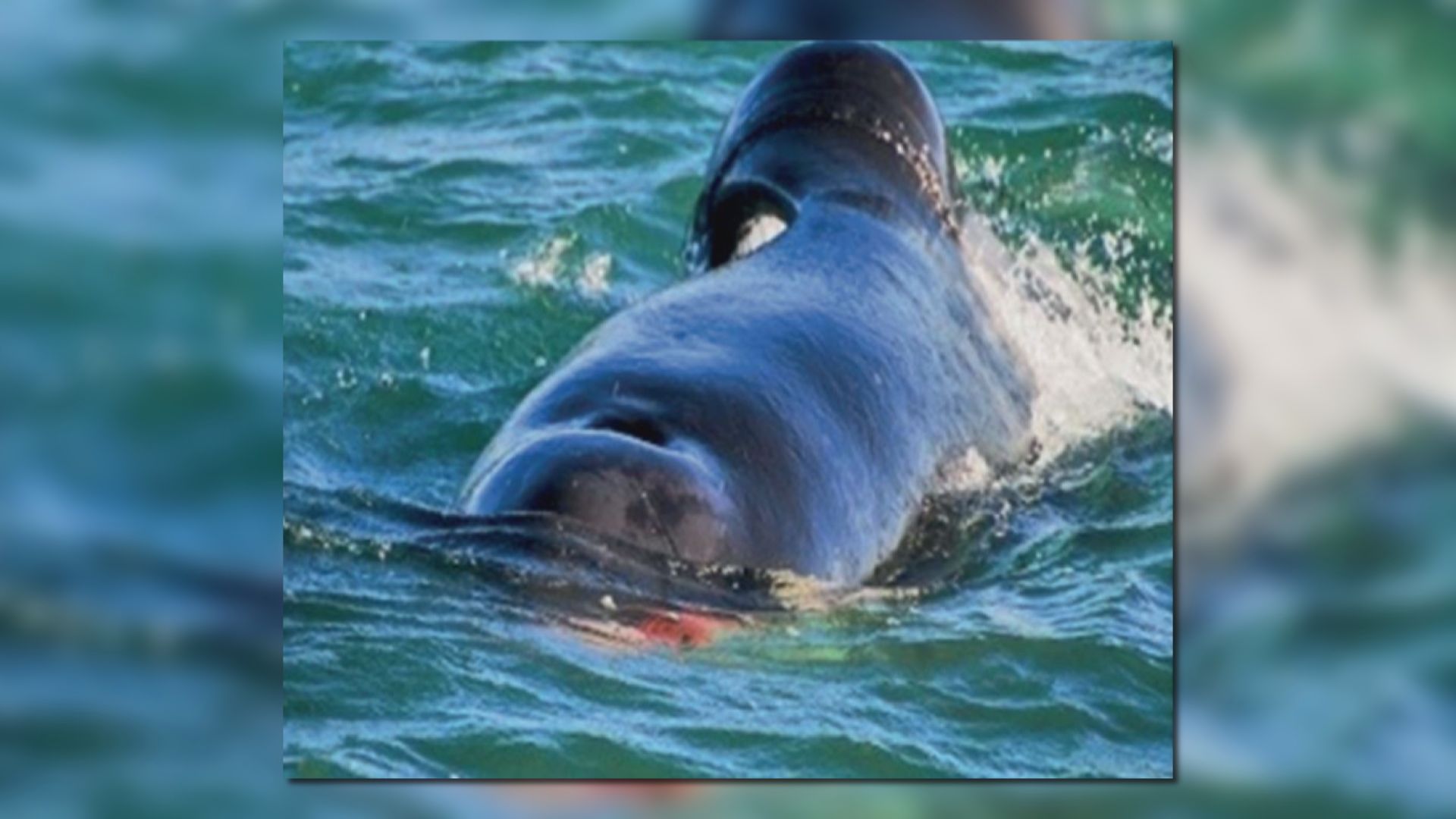 研究人員發現殺人鯨罕有獨自獵殺大白鯊